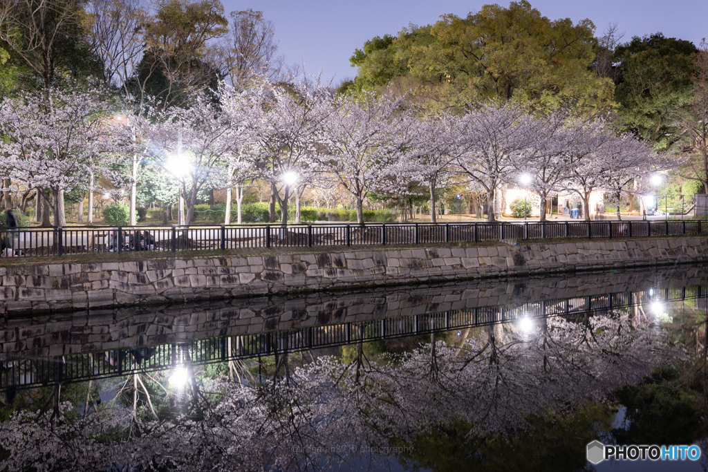 夜桜