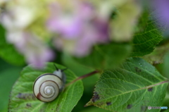 紫陽花と…