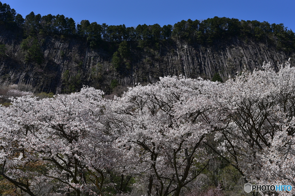 屏風岩と桜