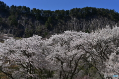 屏風岩と桜