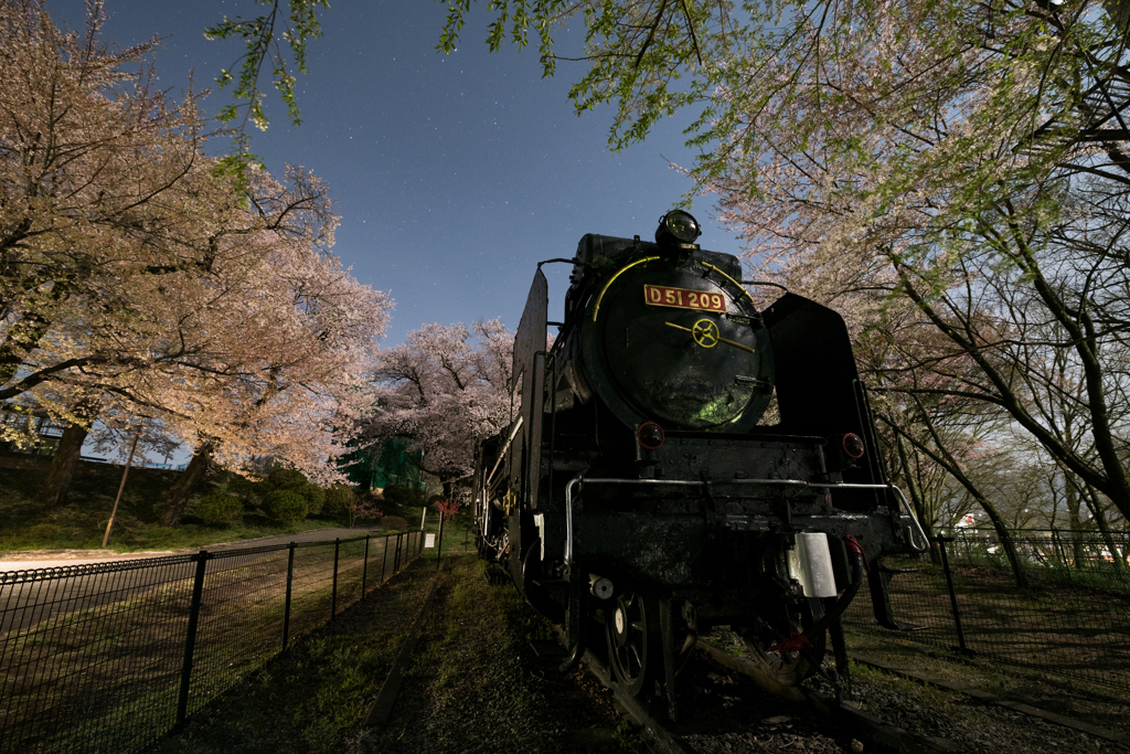 桜の下で