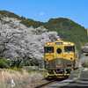 春爛漫の九大本線③