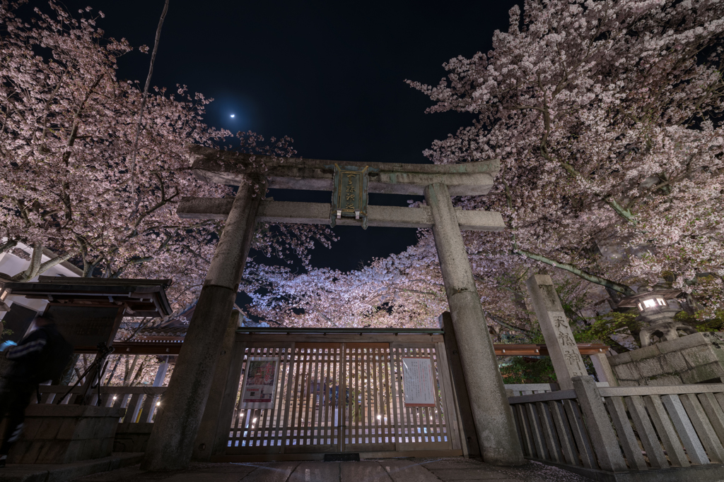 鳥居とサクラ