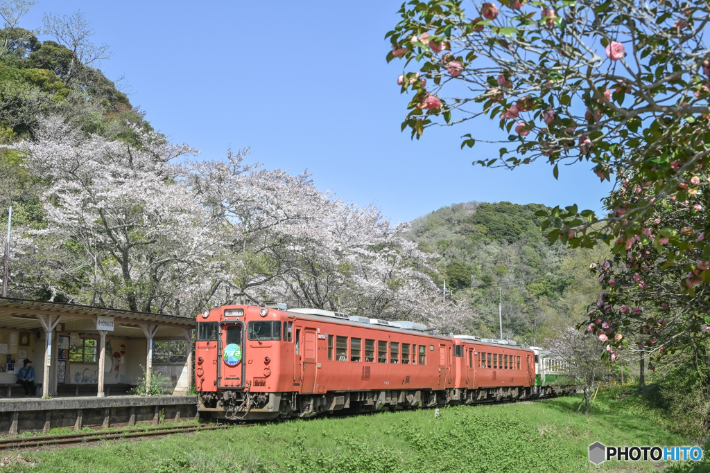 桜とキハ40