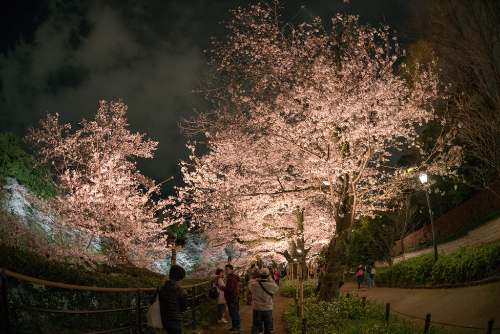 桜色