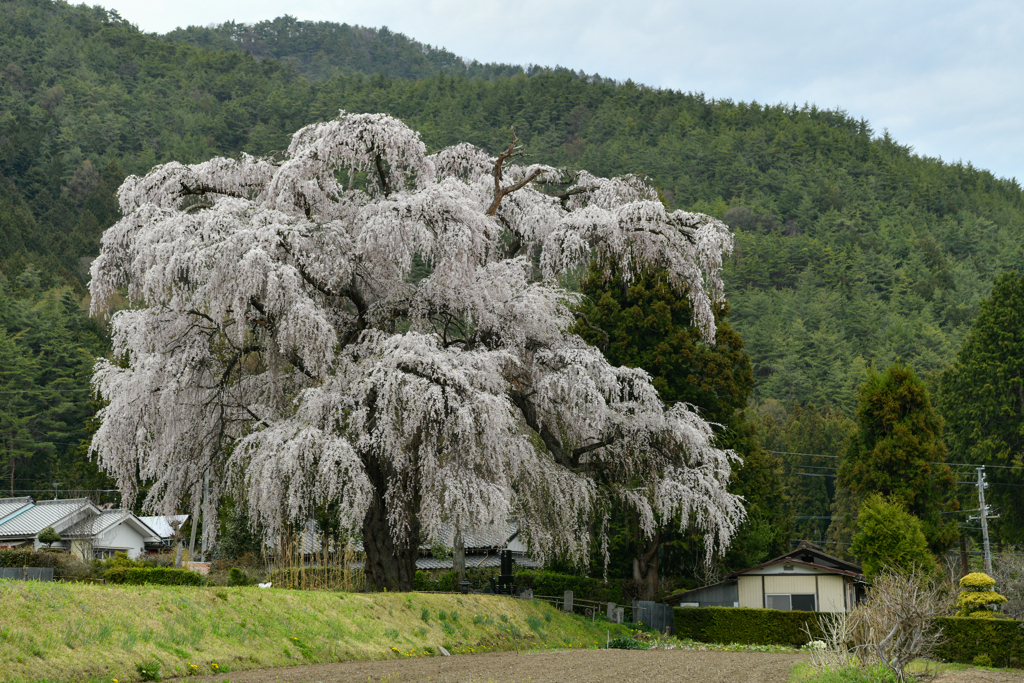 北小倉のしだれ桜