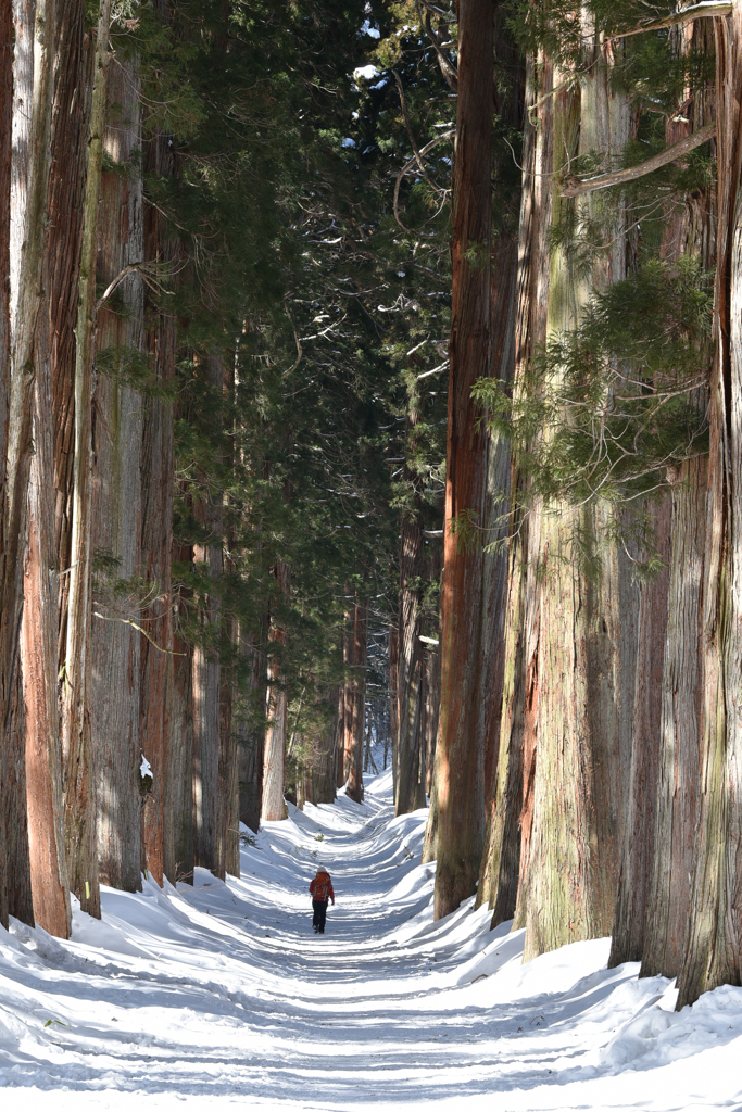 戸隠神社奥社参道の杉並木１