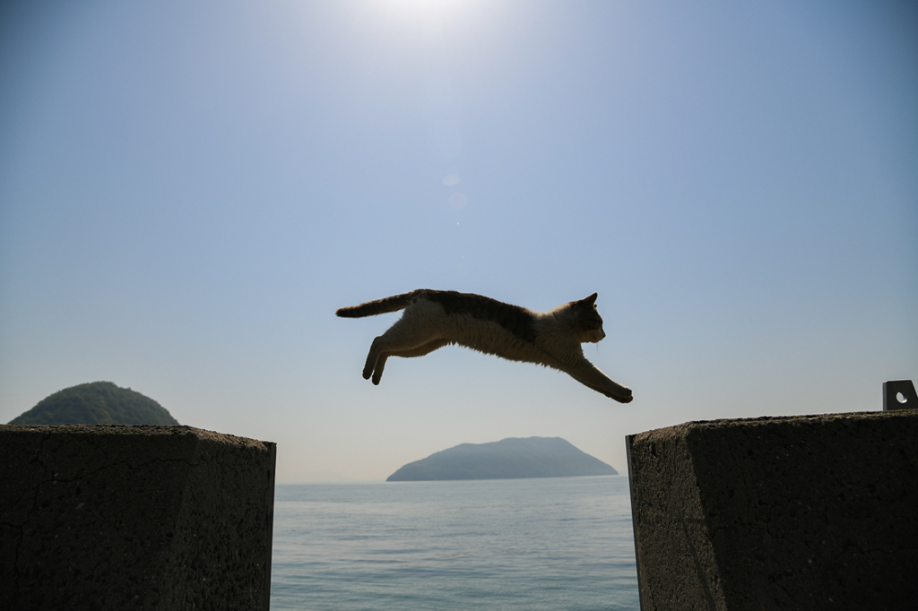 飛び猫！その４