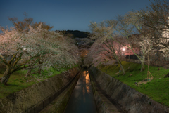 琵琶湖疏水の夜桜