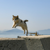 飛び猫その２