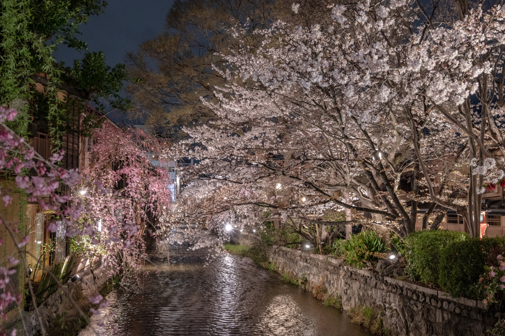 春爛漫・祇園白川