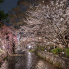 春爛漫・祇園白川