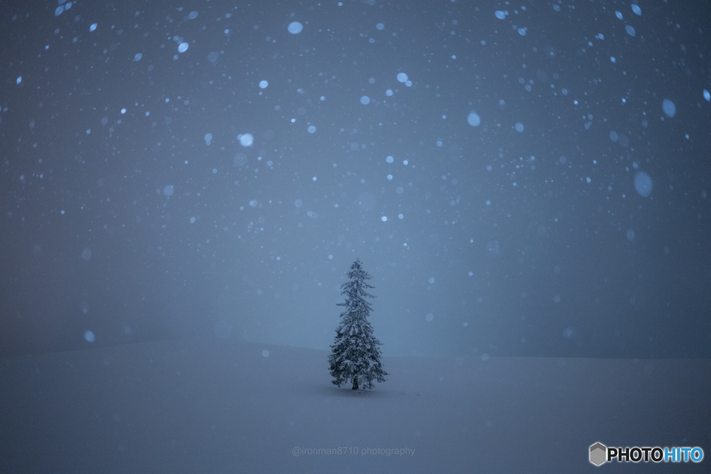 雪降るクリスマスツリーの木