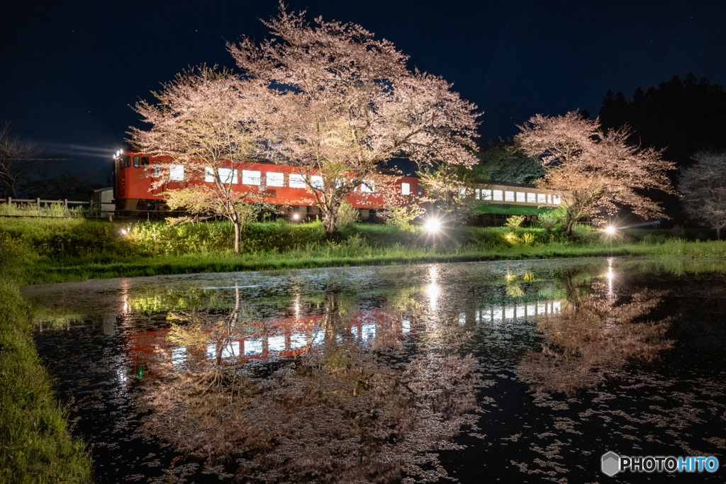 夜桜と列車