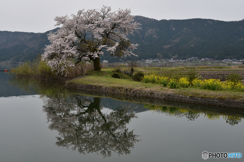 余呉湖の桜