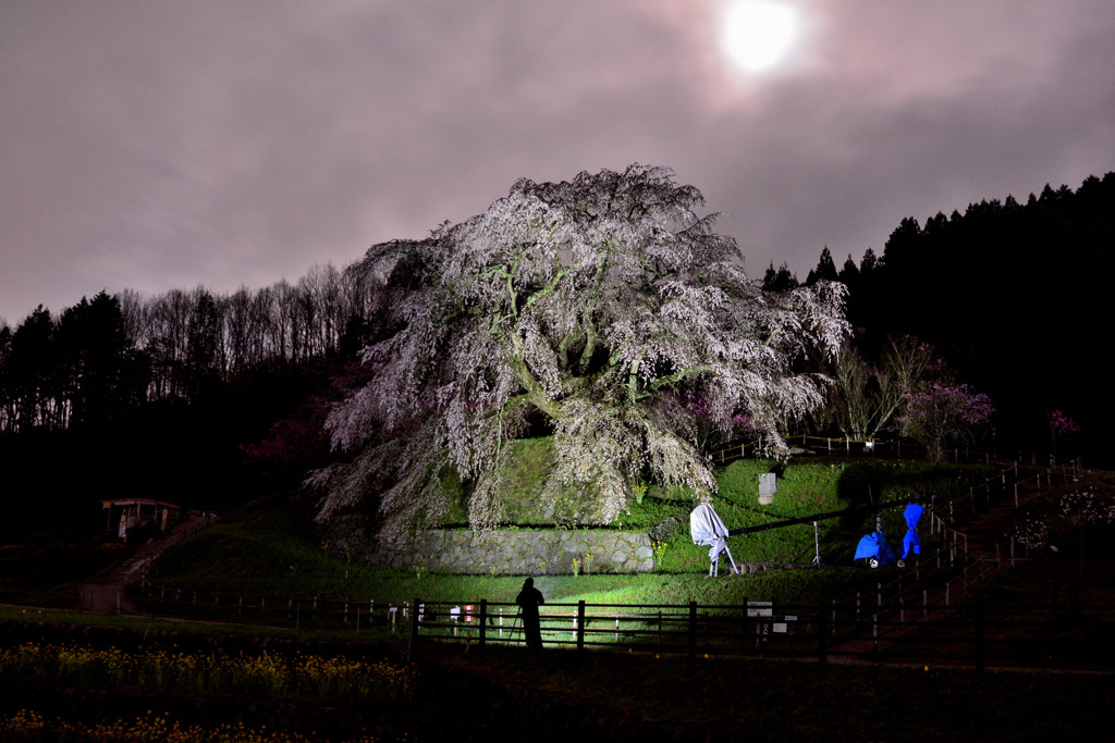 月夜に照らされて