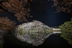 彦根城の桜ライトアップ