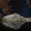 彦根城の桜ライトアップ