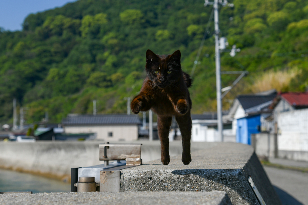 飛び猫！その３