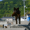 飛び猫！その３