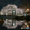 桜・水鏡