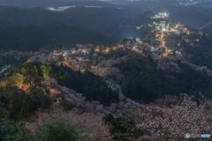 月夜に浮かぶ吉野の桜