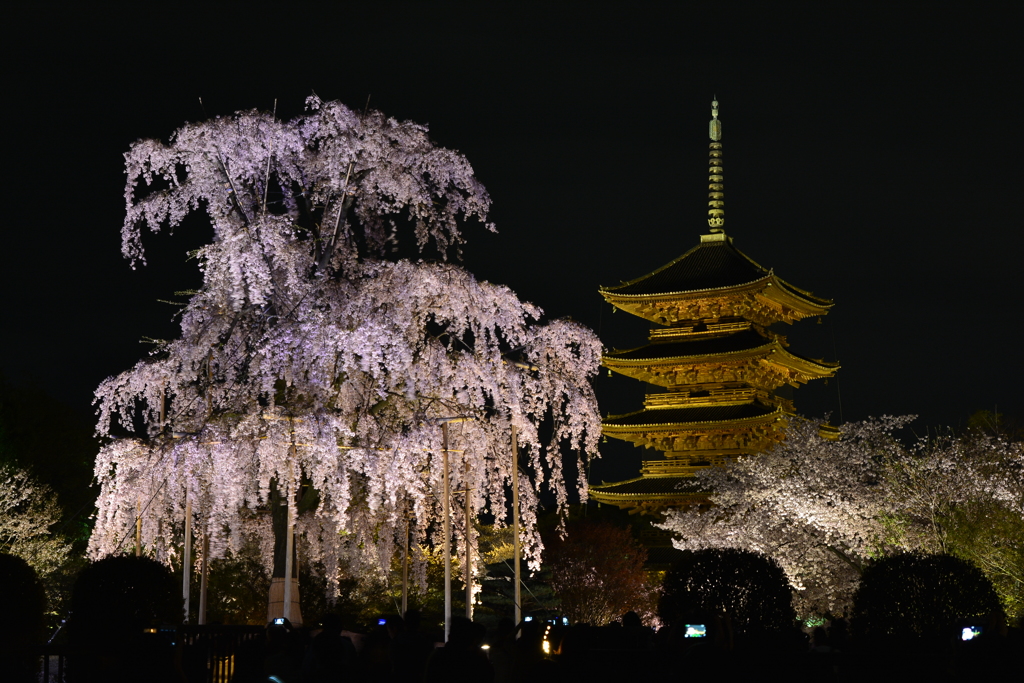 東寺と枝垂れ