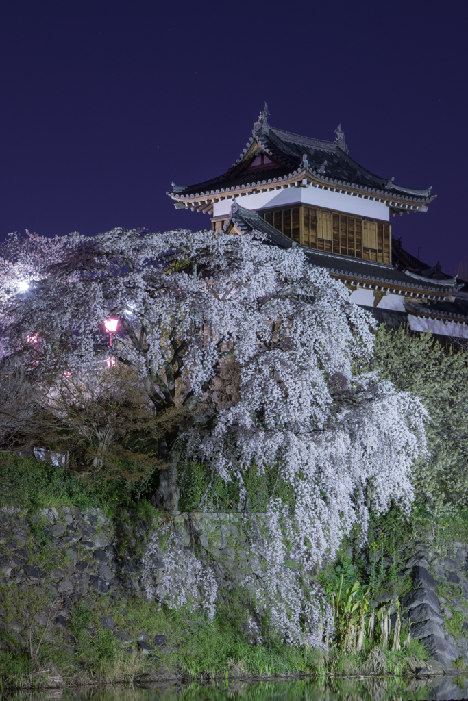 城郭と枝垂れ桜