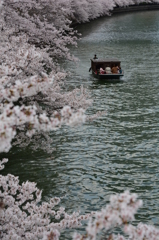 桜の大川を往く