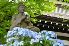長谷の紫陽花