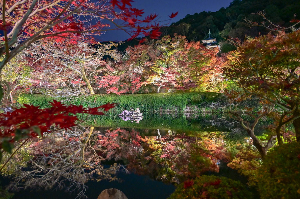 夜もみじの永観堂