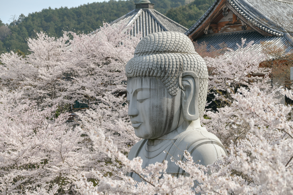 桜大仏