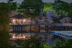 深夜にサクラ咲く浮御堂