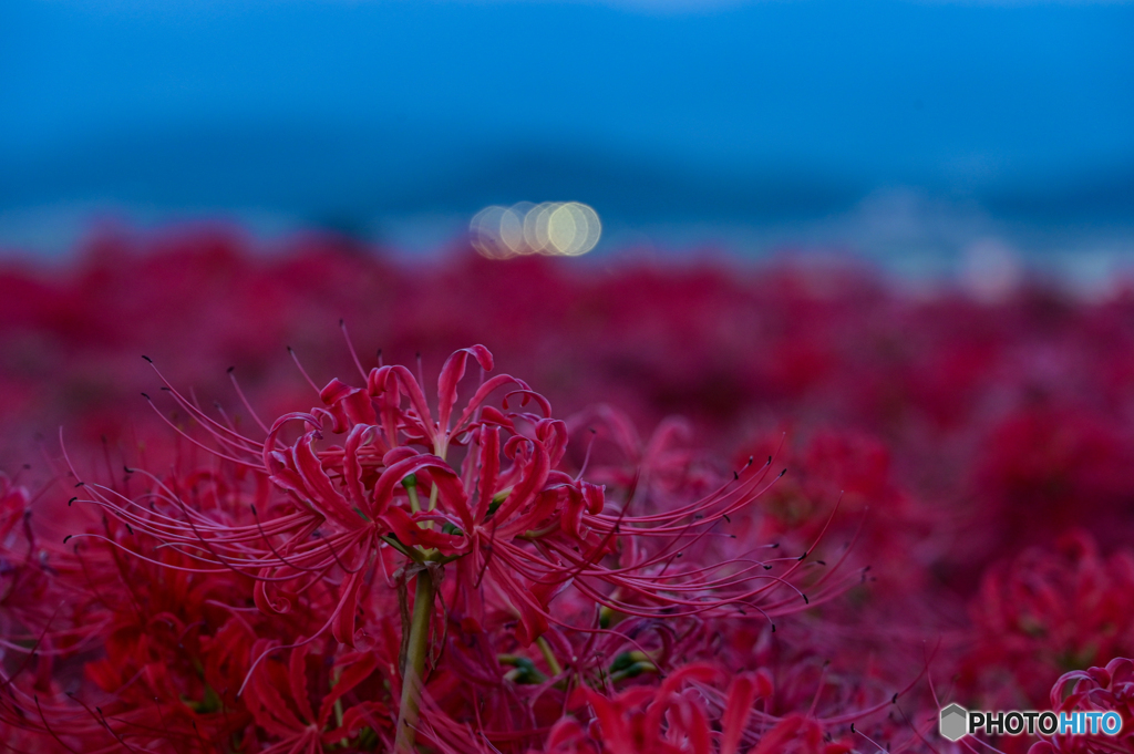 夜の彼岸花１