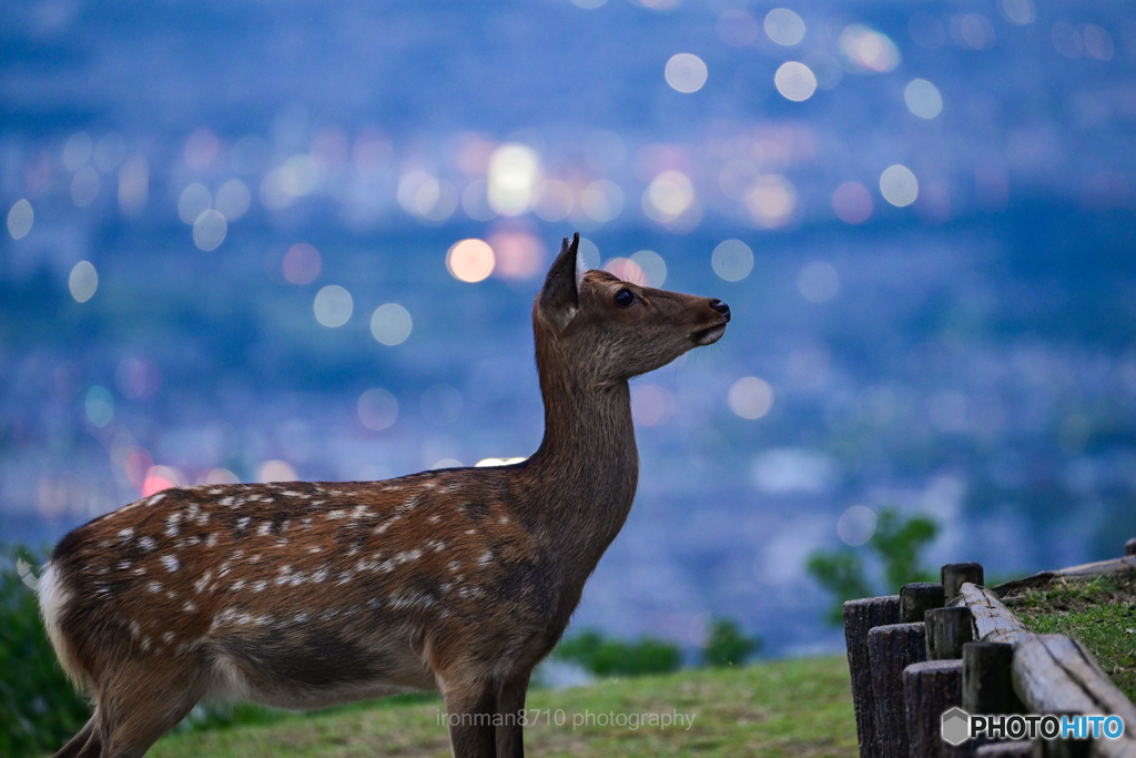 夜景と鹿①