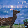 夜景と鹿①