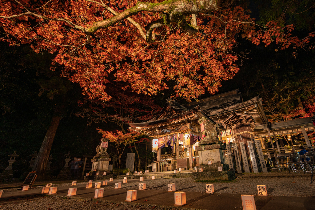 等禰神社・紅葉ライトアップ