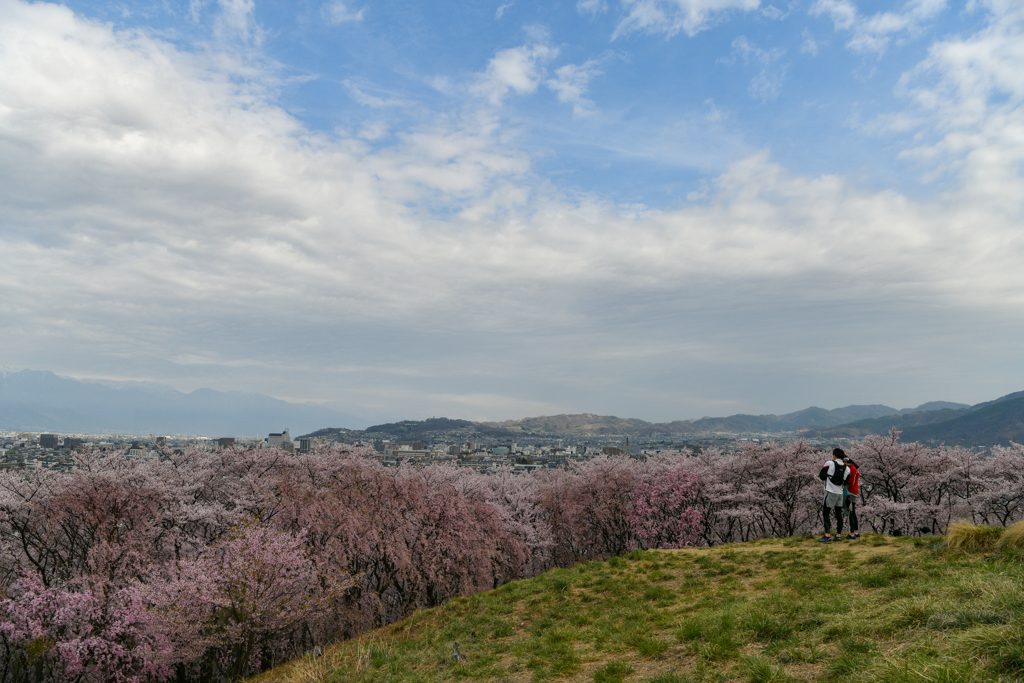 桜の丘