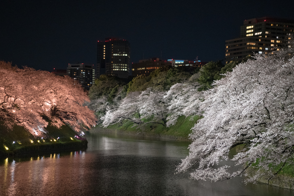 千鳥ヶ淵・夜桜ライトアップ