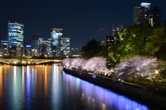 ビル夜景と大川の桜