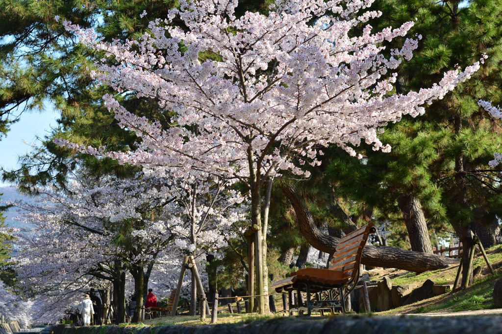 夙川公園にて