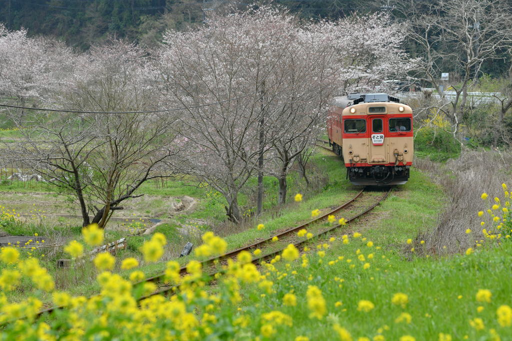 春のいすみ鉄道、２