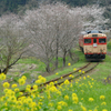 春のいすみ鉄道、２