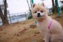 散歩