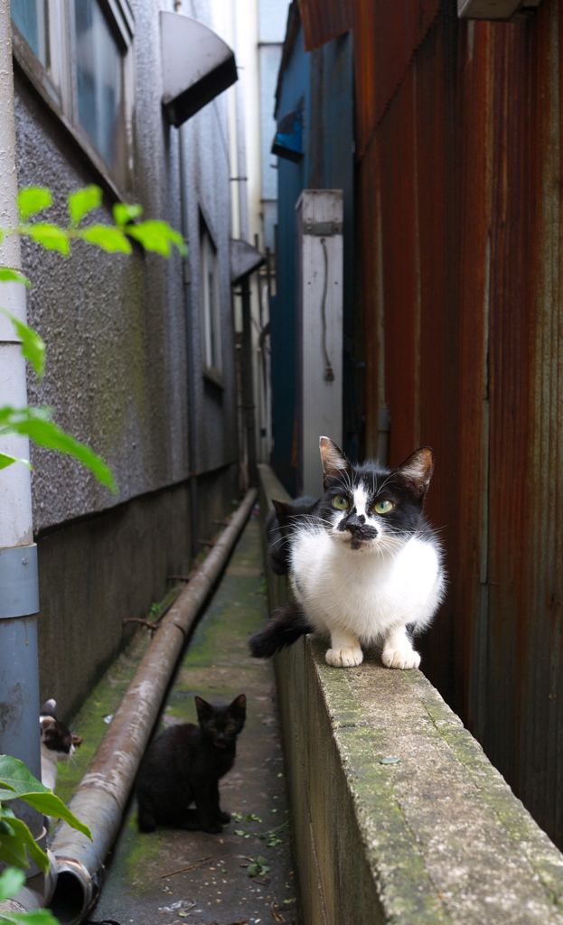 路地裏の家族