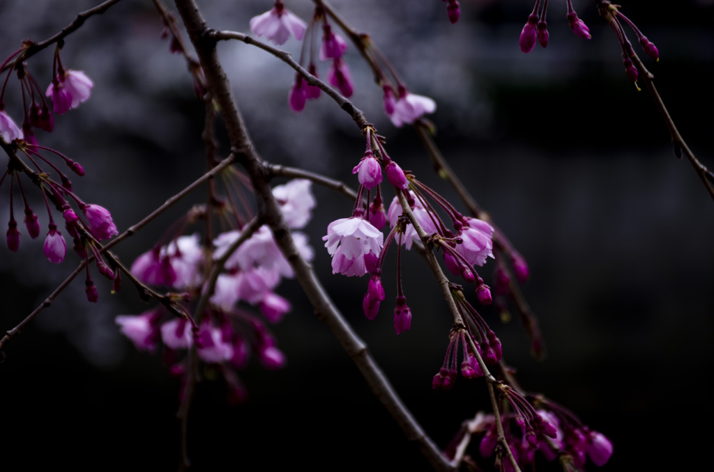 目黒川の桜