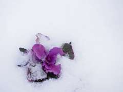 雪中の彩