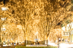 光のページェント 2012