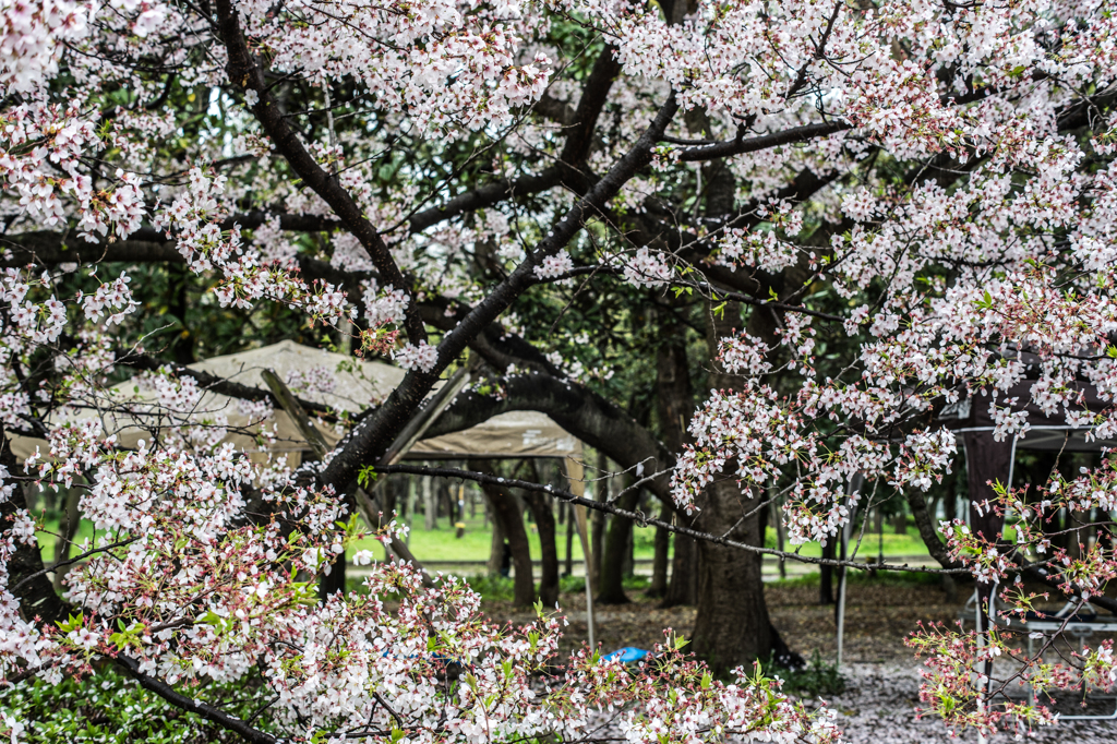 2015_04_05 大阪城公園04