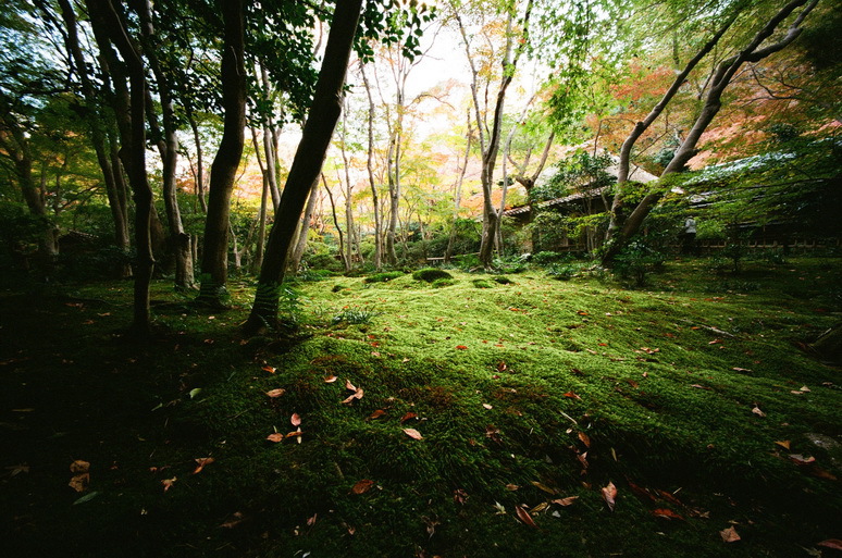 2013_11_19 祇王寺03